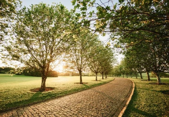Pista de caminhada de pedra entre árvores, com o sol atravessando as copas