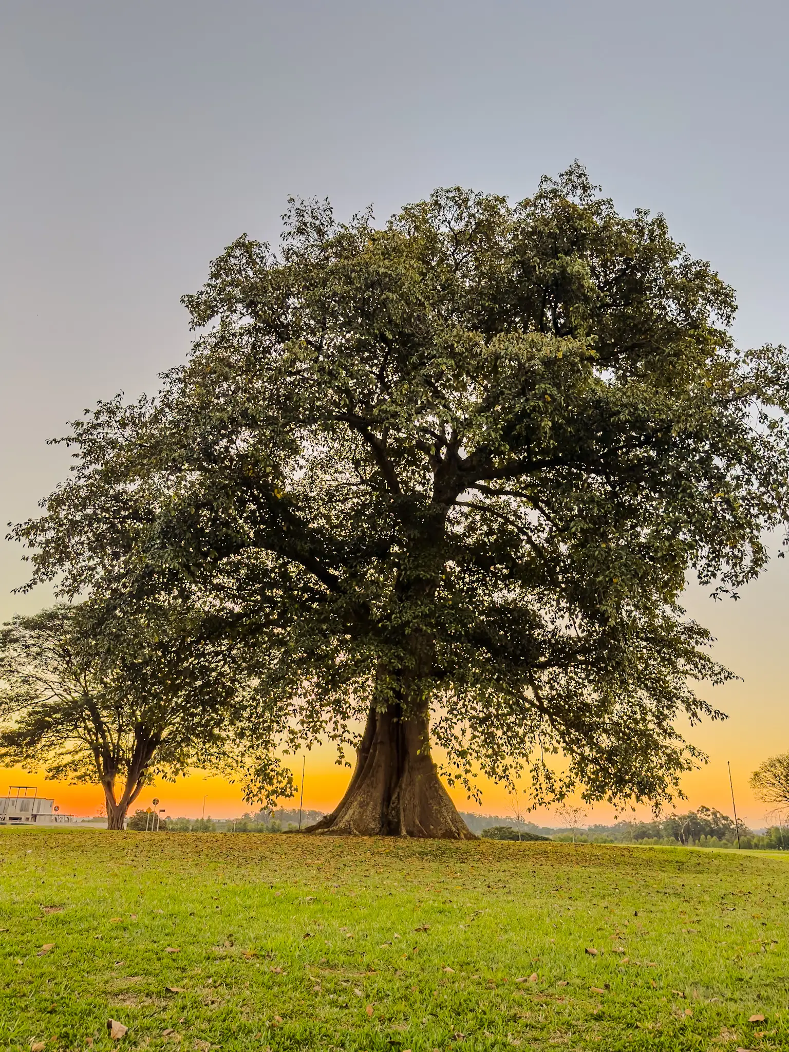 A figueira centenária do Reserva Itanhangá ao pôr do sol